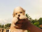 Shihtzu Puppies