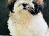 Shihtzu Puppies