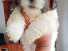 Shihtzu Puppies