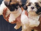 Shih Tzu Puppies