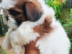 Shih Tzu Puppies