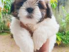 Shih Tzu Puppies