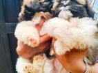 Shihtzu Puppies