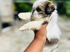 Shih Tzu Puppies