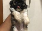 Shihtzu Puppies