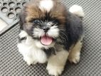 shihtzu Puppies