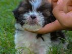 Shihtzu Puppies