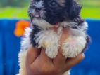 Shihtzu Puppies