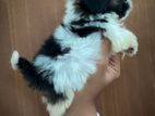 Shihtzu Puppies