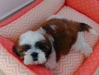 Shihtzu Puppies