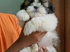 Shihtzu Puppies