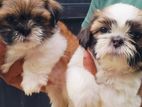 Shihtzu Puppies