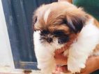 Shihtzu Puppies