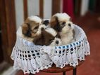 Shihtzu Puppies