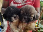 Shihtzu Puppies