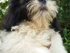 Shihtzu Puppies