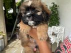 Shih Tzu Puppies