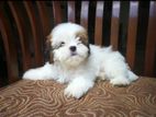 Shihtzu Puppies