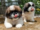 Shihtzu Puppies