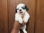 ShihTzu Puppies