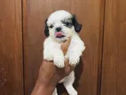 ShihTzu Puppies