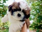 ShihTzu Puppies