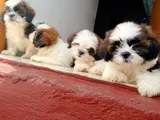 Shih Tzu Puppies