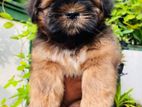 Shih Tzu Puppies