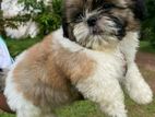 Shih Tzu Puppies
