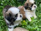 Shih Tzu Puppies