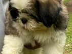 Shih Tzu Puppies