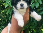 Shihtzu Puppies