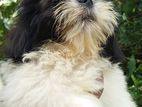 Shih Tzu Puppies