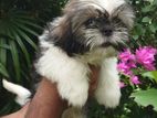 Shihtzu Puppies