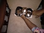 Shihtzu Puppies