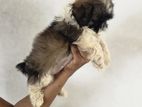 Shihtzu Puppies