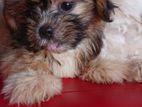 Shihtzu puppies