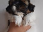 Shihtzu Puppies