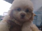Shihtzu Puppies