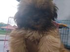 Shihtzu Puppies