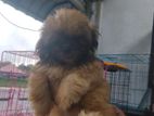 Shihtzu puppies