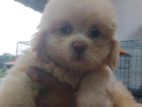 Shihtzu puppies 🐕