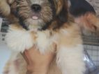 Shihtzu puppies 🐕
