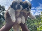 Shihtzu Puppies