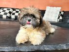 Shih Tzu Puppies