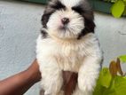Shihtzu Puppies