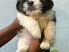 Shihtzu Puppies