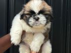 Shih Tzu Puppies