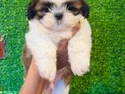 Shihtzu Puppies