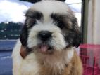 Shihtzu puppies 🤗